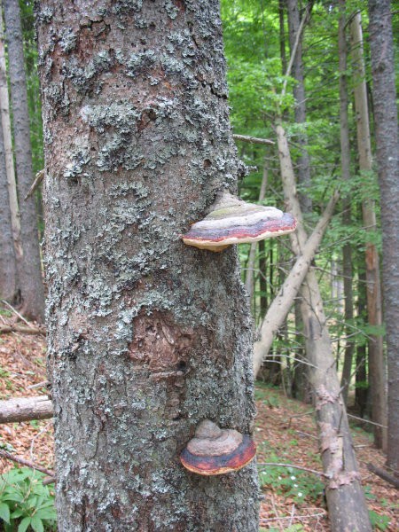 Rastline - cvetje - foto povečava