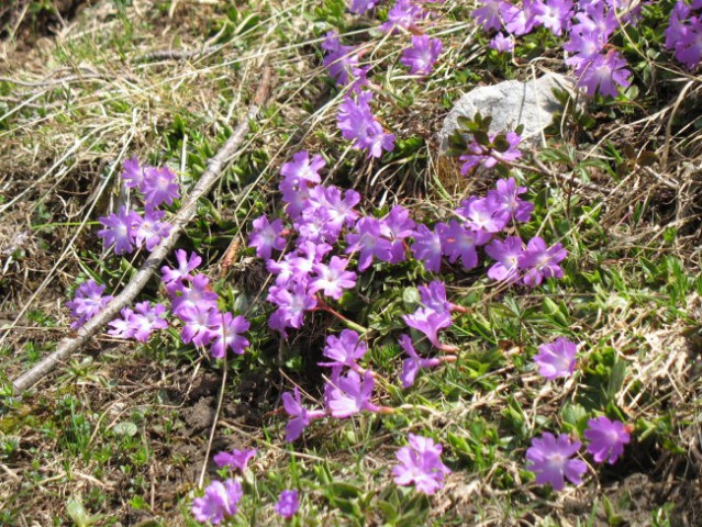 Rastline - cvetje - foto