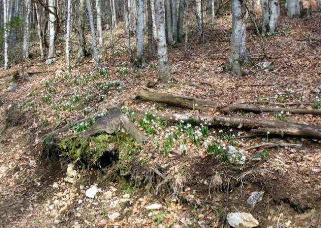 Rastline - cvetje - foto