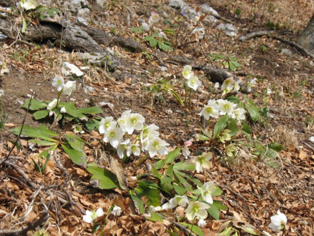 Rastline - cvetje - foto