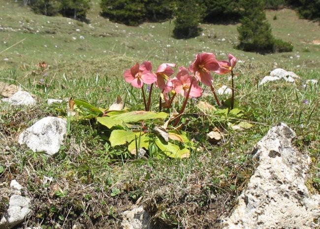 Rastline - cvetje - foto povečava