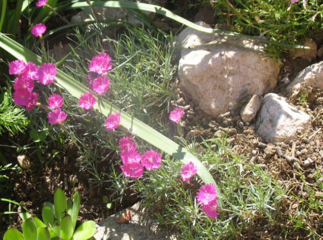 Rastline - cvetje - foto