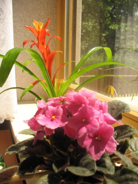 Rastline - cvetje - foto