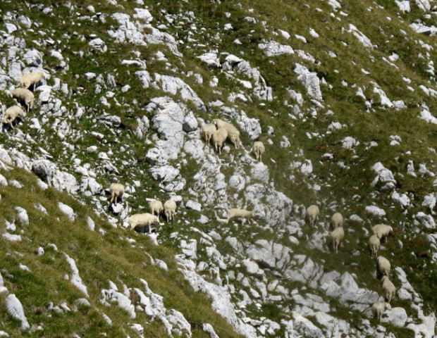 Ovčke na strmem pobočju Tosca
