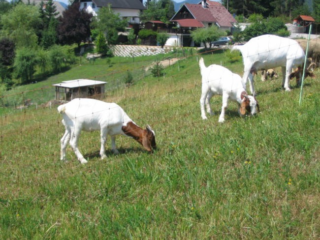 Koze na paši;
julij 2006
