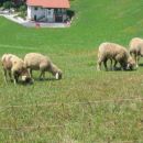 Ovce na paši;
julij 2006
