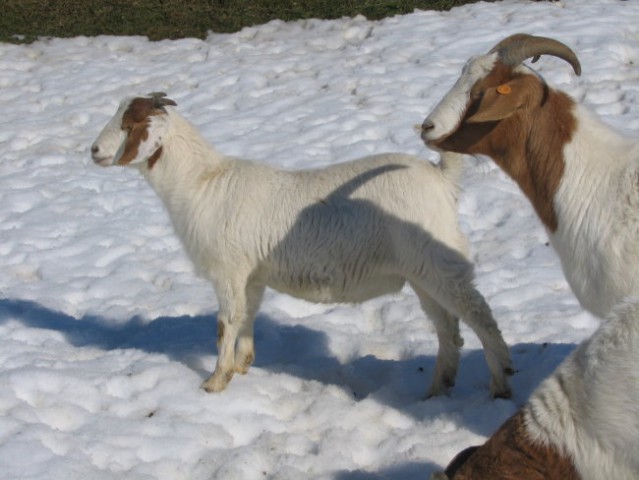 Koze v snegu;
februar 2006
