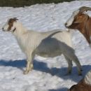 Koze v snegu;
februar 2006
