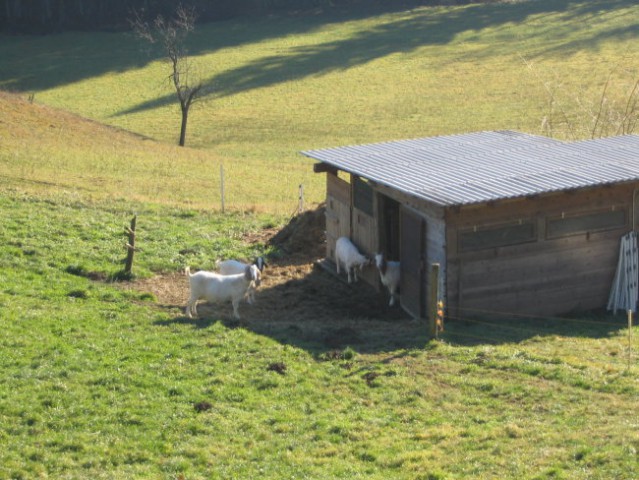 Burske koze;
januar 2007
