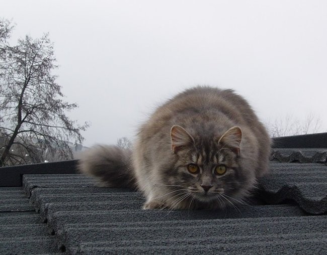 Niki na strehi - marec 2004