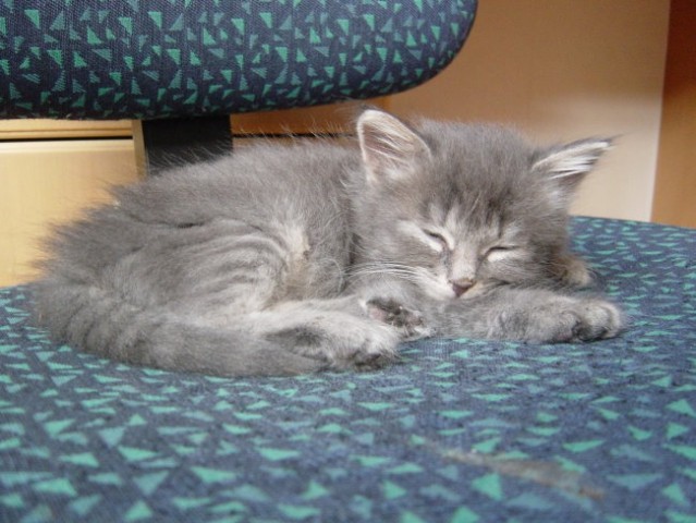 Niki je zaspana - maj 2003