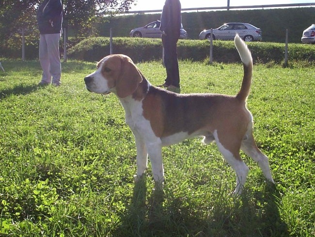 Beagle family - foto povečava