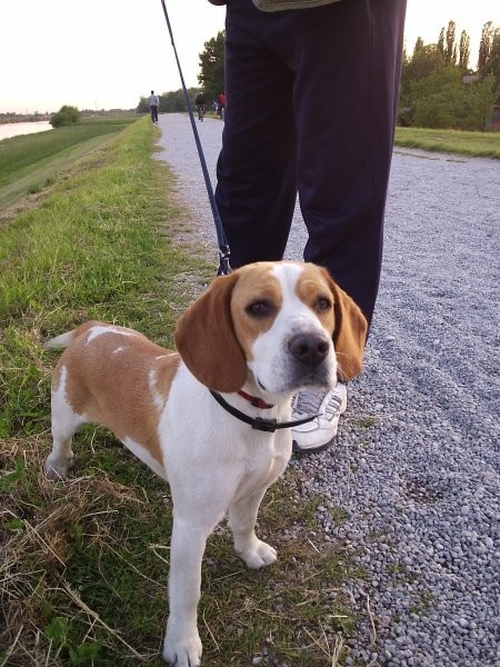 Beagle family - foto