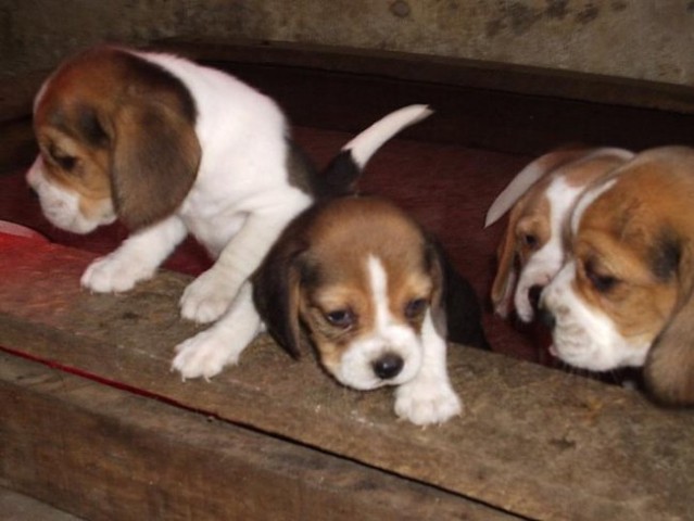 Beagle family - foto