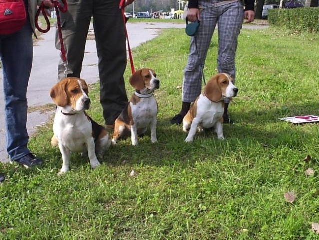 Beagle family - foto