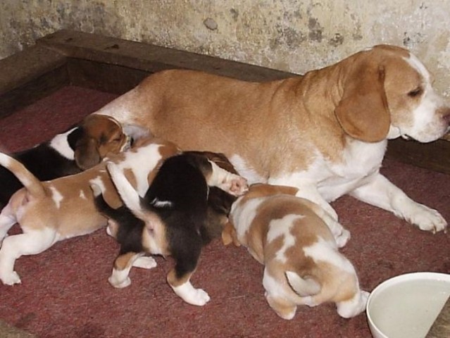 Beagle family - foto