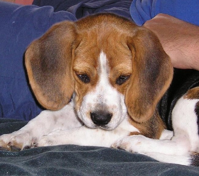 Beagle family - foto povečava