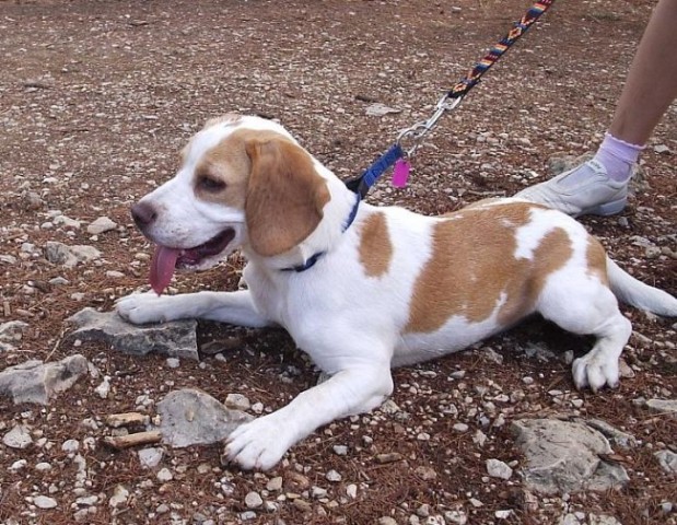 Beagle family - foto