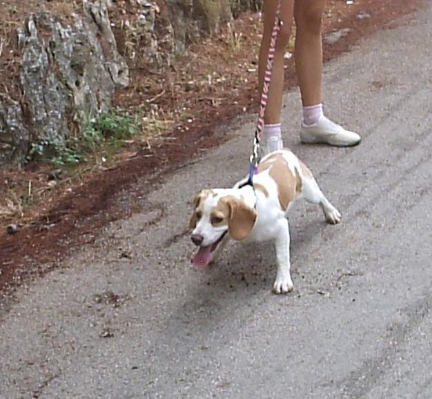 Beagle family - foto