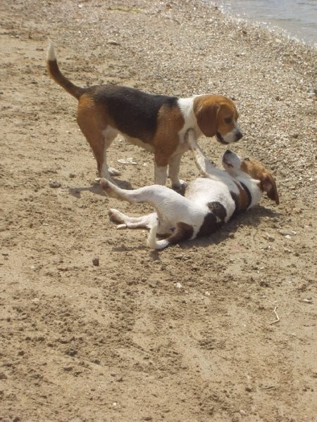 Beagle family - foto povečava