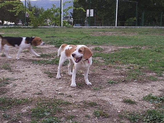 Beagle family - foto povečava