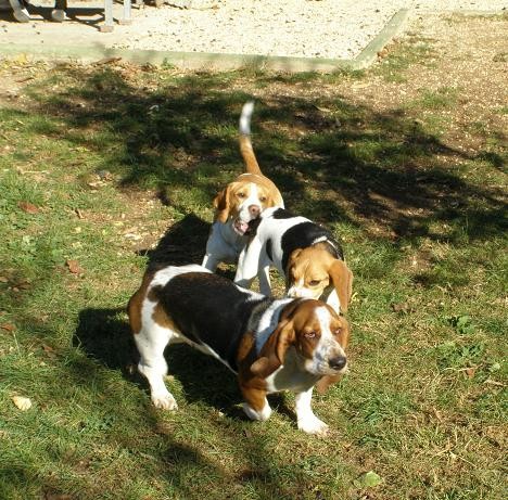 Beagle party - foto