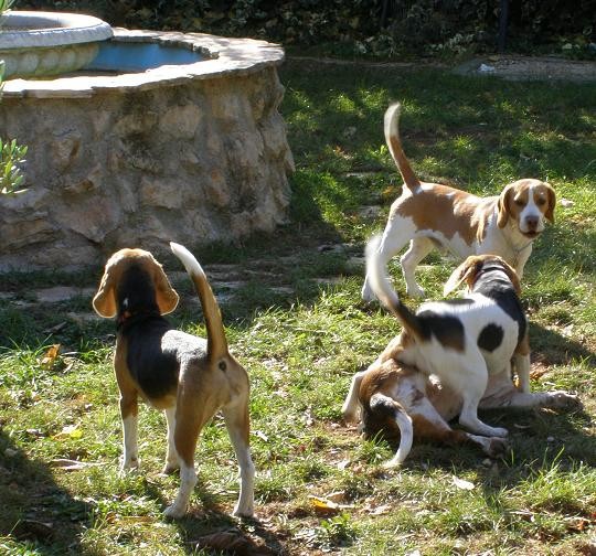 Beagle party - foto povečava