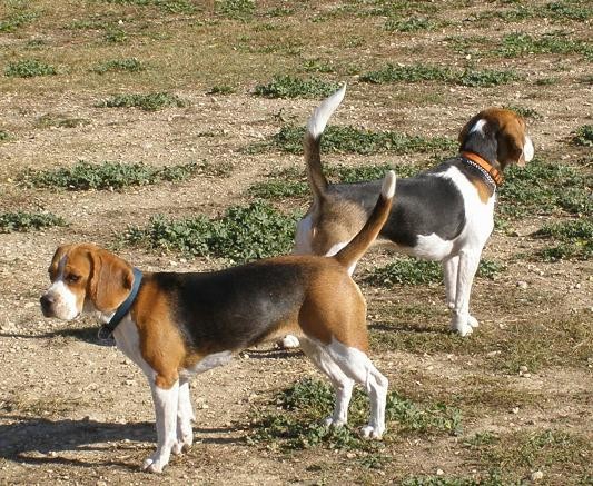 Beagle party - foto