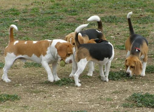 Beagle party - foto povečava