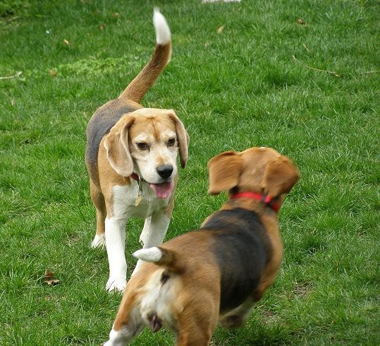 Beagle party - foto