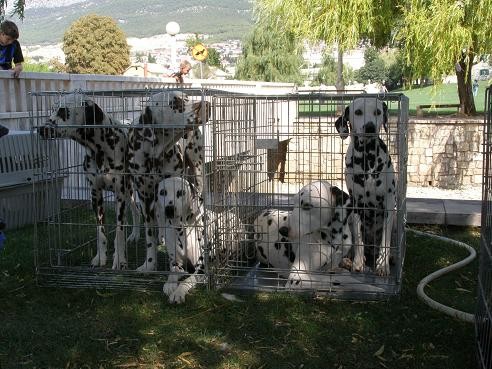 Solin 2007 - foto povečava