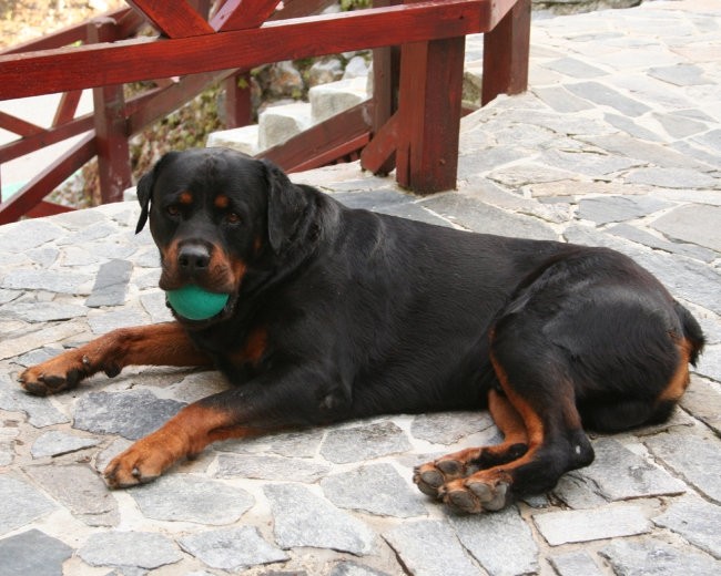 Santo in njegova žogica!