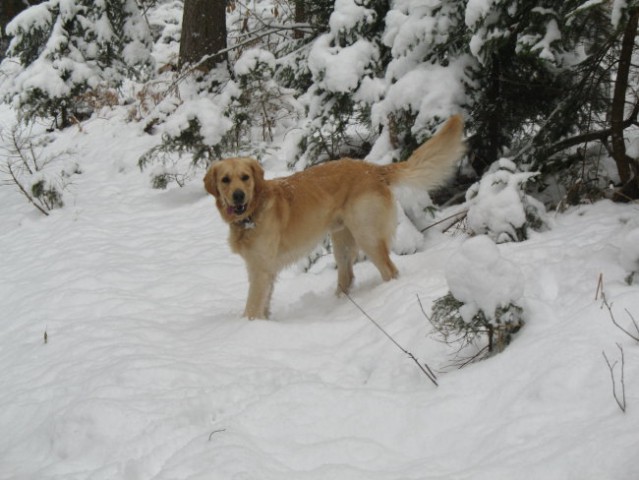 Prve snežinke 2007 - foto