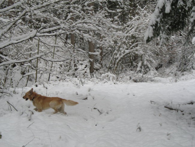 Prve snežinke 2007 - foto povečava