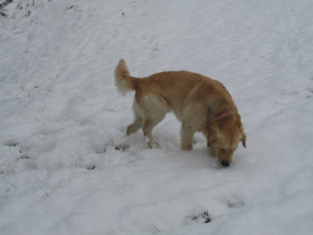Prve snežinke 2007 - foto