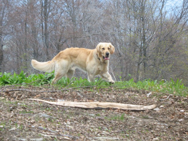 1.maj 2008 - foto povečava