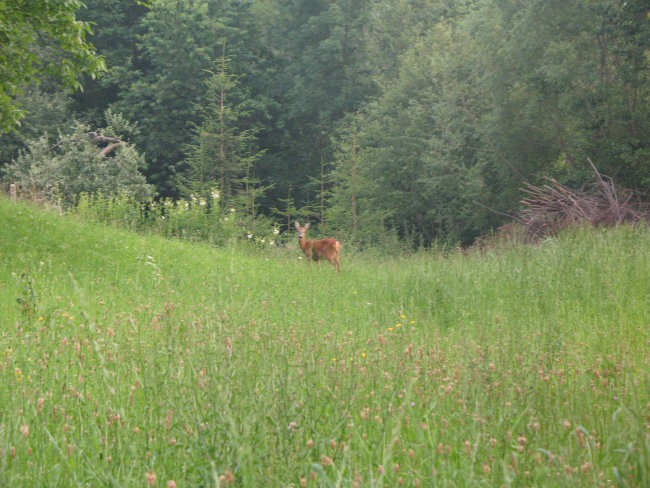 1.maj 2008 - foto povečava