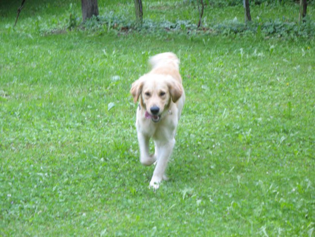 Tobi in Pluto - foto povečava