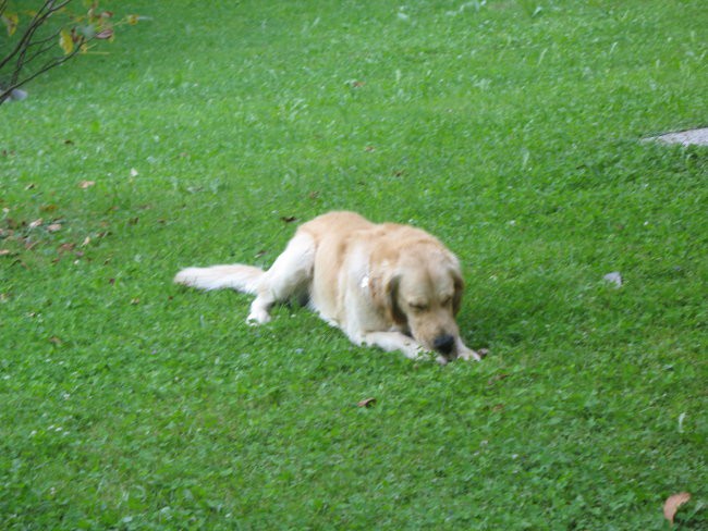 Tobi in Pluto - foto povečava