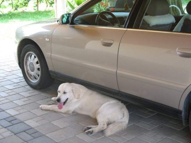 Tobi in Pluto - foto