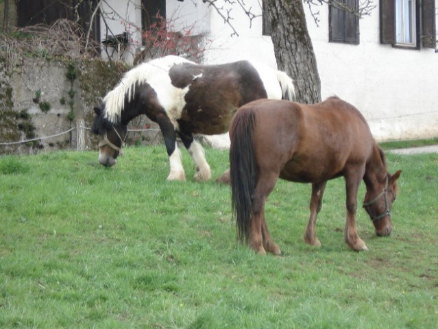 Konja v olševku .