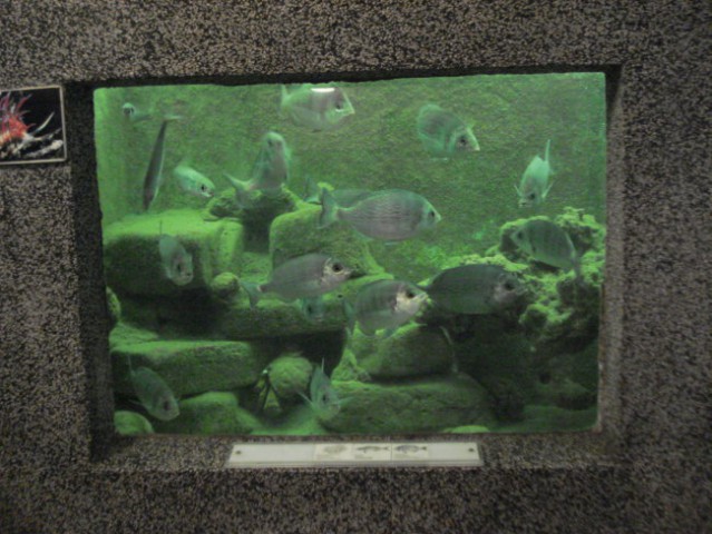 Obiskal sem tudi Piranski akvarij ,kjer imajo kar pestro izbiro rib in živalstva iz našega