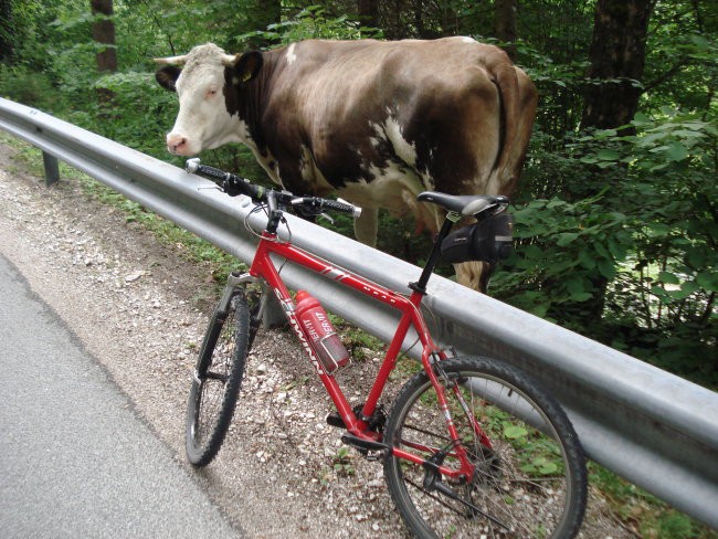 In kar naenkrat sem zagledal kravo ob cesti .Še božati se mi je pustila.