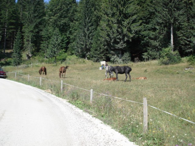 Tukaj grem mimo pašnika kjer se pasejo konjički.