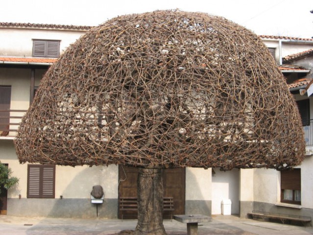 Drevo ali goba v Kobjeglavi? 