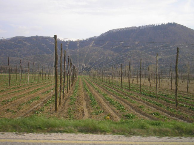 Panoramska 7.4.07 - foto povečava