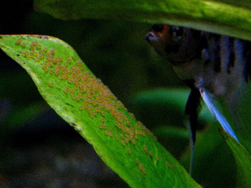 Akvarij - foto povečava