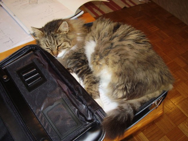 Poglej,kako lepo pašem v tale kuferček!