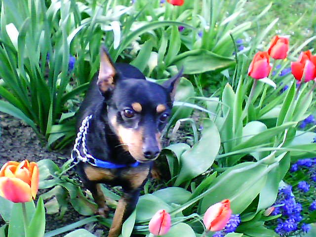 Tole ni črn tulipan,ampak je Tini