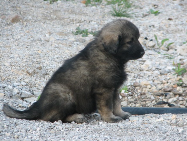 Kalova mladina - foto